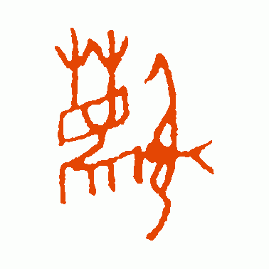 麝